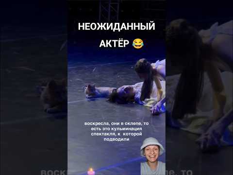КОТ — ЗВЕЗДА СЦЕНЫ 😂