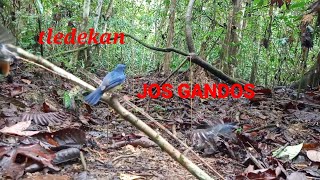 Download lagu memikat burung tledekan/sulingan mp3