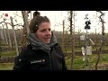 Fruittelers bereiden zich voor op nachtvorst in Flevoland.