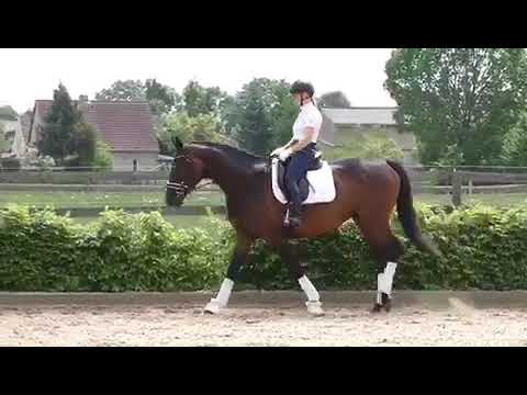 Staatsprämienstute vom Starvererber Fürstenball