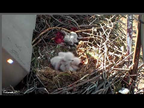 A nest full of cotton balls, Red-tailed hawks @Cornell Lab 04-26-18