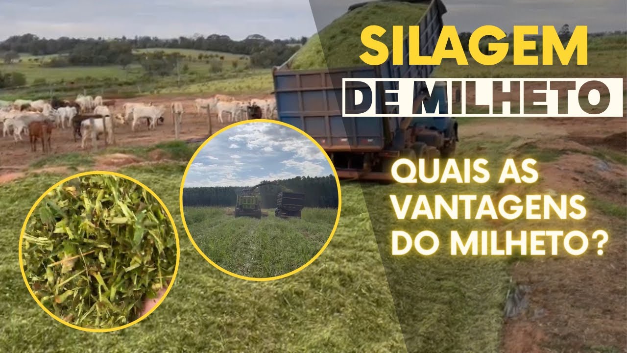 VANTAGENS DA SILAGEM DE MILHETO