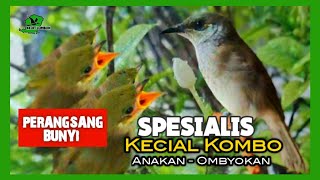 Download lagu SPESIALIS PERANGSANG BUNYI KECIAL KOMBO BAHAN ANAKAN & OMBYOKAN @keditlombok8620 mp3