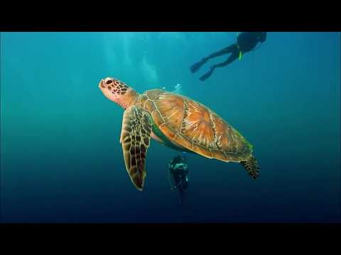 Happy Coral Triangle Day 2017