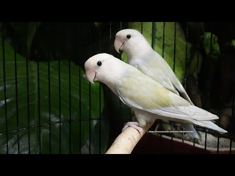 Rosy-Faced Lovebird Chirping Sounds - White-Faced Green Pallid Opaline