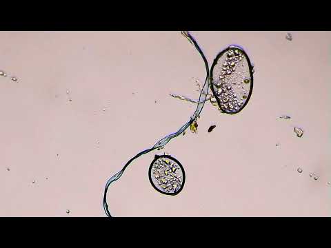 Tulsi drops under microscope 🔬#microscope #youtube #shorts #viral_video #trending #art #relaxing #dj