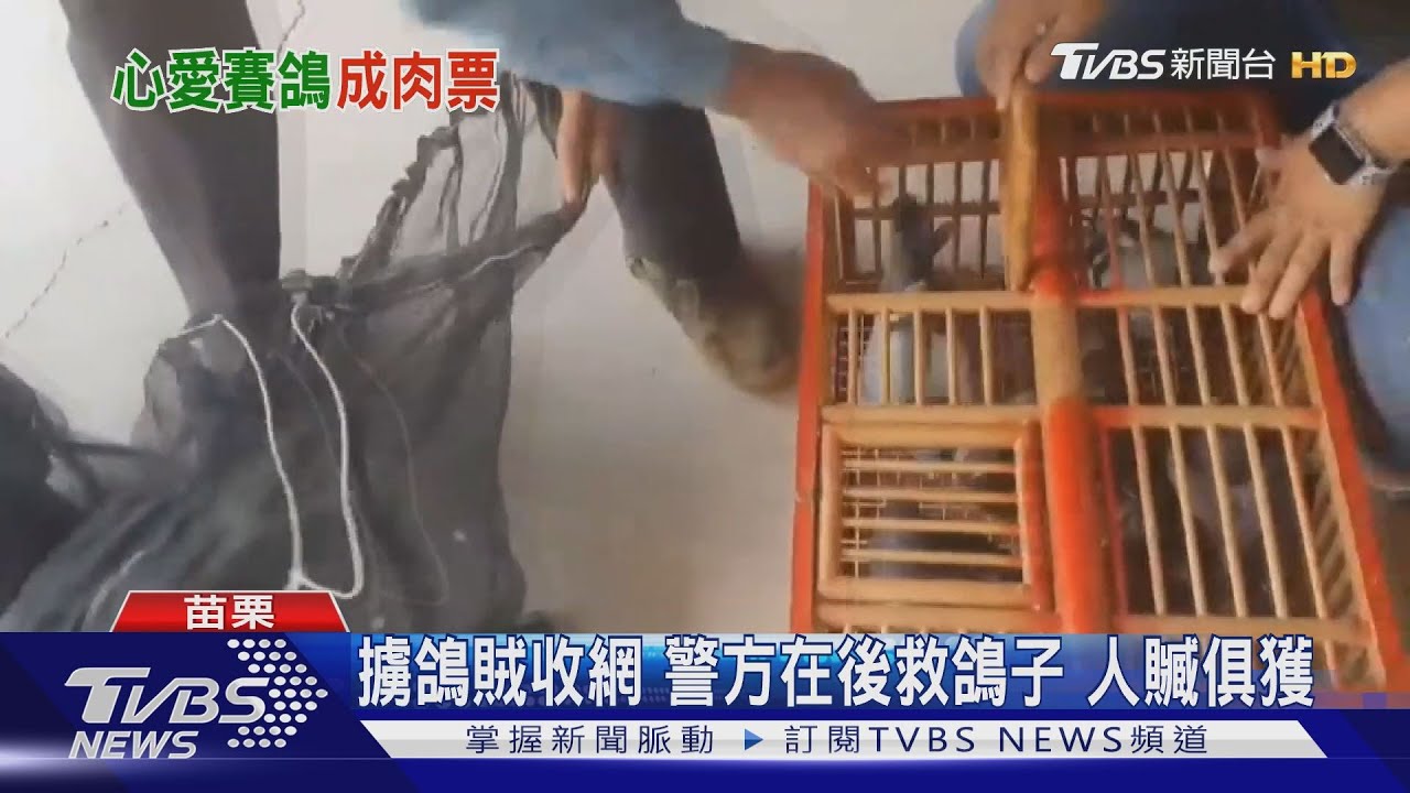 擄鴿賊收網警方在後救鴿子 人贓俱獲