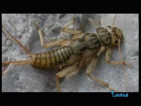 Intervento di Stefano Tabaro - SentieriNatura 2014 - 03