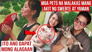 Top 10 Pets na Totoong Nag Dadala ng Swerte at Yaman | Ito Pala Dapat ang Alagaan Mo | Mister Di
