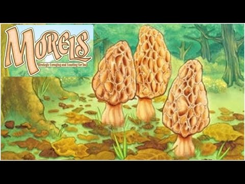 Morels: Strategic Foraging and Feasting for Two