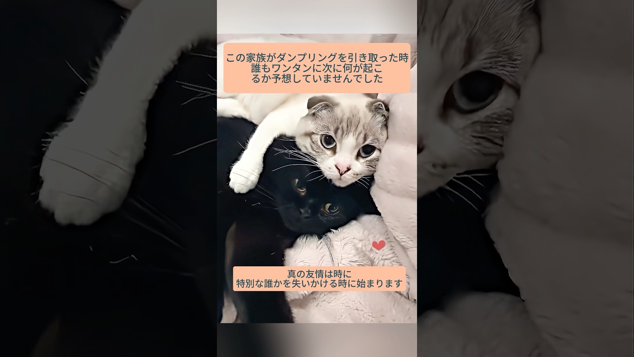 新しい猫の友達に冷たかった猫が予想外のことが起こるまで #猫 #猫友情 #猫可愛い #猫動画 #猫日常