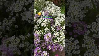 Add edible flowers to your meals! Nasturtiums, Coriander, Alyssum. #edibleflowers! 🌸🍽️ #FoodForest