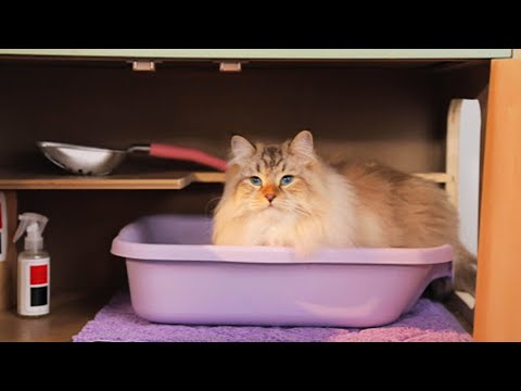Hide Your Cat’s Litter Box in 15 Minutes Or Less // Presented by BuzzFeed & GEICO