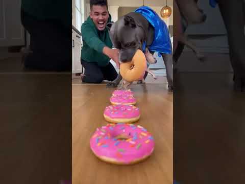 CACHORRO GIGANTE NÃO AGUENTA E PEGA O DONUT DO CHIHUAHUA! 😂🍩 #shorts #animais