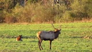 preview picture of video 'Pennsylvania Elk 2'