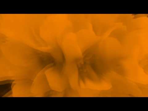 ᄿborealism - peruvian blend