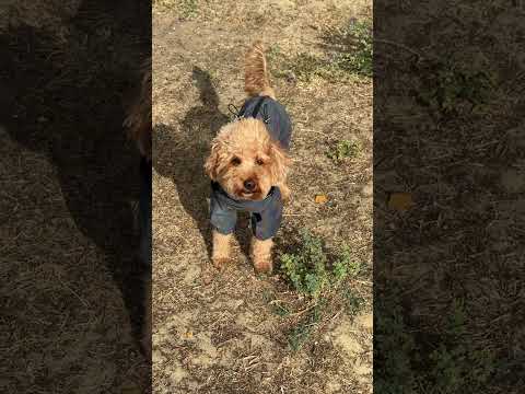 Дождевик комбинезон для собак со шлеёй на змейке, водотталкивающий, светоотражающий - фото 4 - id-p2340676184