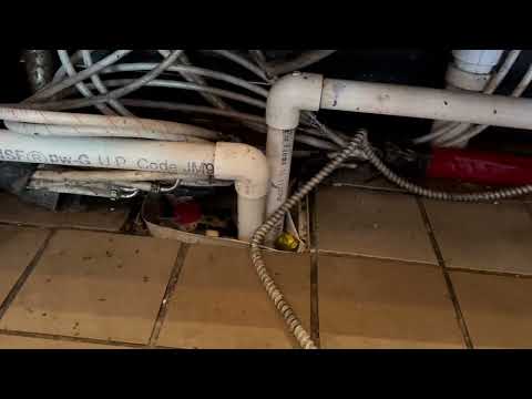 Drain Flies Thriving Behind the Bar in Brielle, NJ