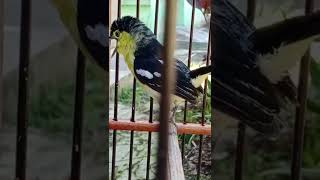 Download lagu Sirtu blangkon mp3