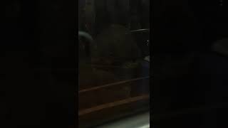 just some archived Novabus RTS B47 Bus ride from 2015