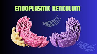 Endoplasmic Reticulum: The Cell’s Transport and Production Hub!