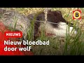 Opnieuw elf schapen doodgebeten | Omroep Brabant