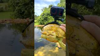 Download lagu Giving a Camera to a Turtle's Shell mp3