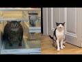 Funny Moments of Cats | Funny Video Compilation - Fails Of The Week #32