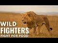 Wild Fighters Fight For Life Wildlife Documentary In Hindi Animal Planet Hindi