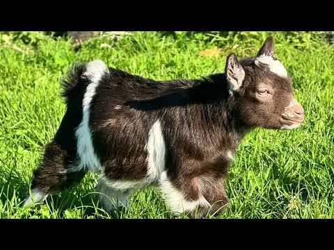 Pygmy goat - Image 2