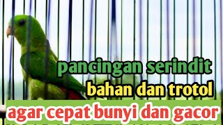Download lagu PANCINGAN SERINDIT BAHAN DAN TROTOL AGAR CEPAT BUNYI DAN GACOR , COBA AJA PUTAS SUARA INI !!!! mp3 Download lagu PANCINGAN SERINDIT BAHAN DAN TROTOL AGAR CEPAT BUNYI DAN GACOR , COBA AJA PUTAS SUARA INI !!!! mp3
