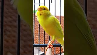 Download lagu Canary Song Bird Song 40 6 mp3 Download lagu Canary Song Bird Song 40 6 mp3