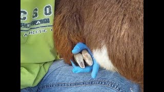 Getting Bucks Ready For Breeding Part 4; Trimming Hooves