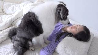 매일 아침 보더콜리 주인이 5분 늦잠 자면 생기는 일