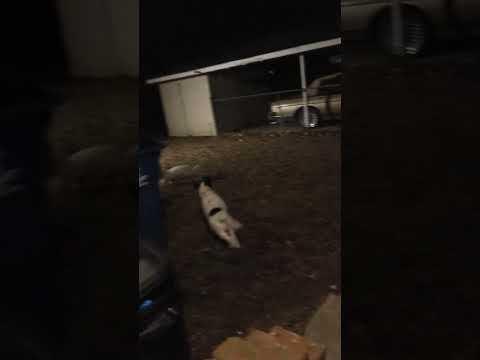 Great Pyrenees vs Bichon Bolognese: A Giant vs a Fluffy in Playfight