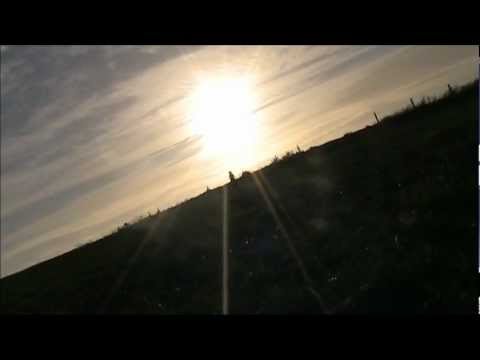 Animals - Tom Milsom