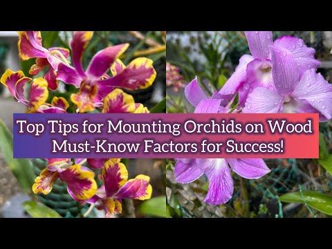 Top Tips for Mounting Orchids in Wood | Must-Know Factors for Success!