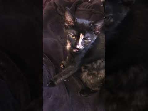 Tortie Kittens Talk to Their Owner