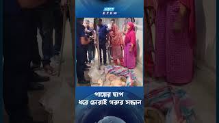 পায়ের ছাপ ধরে চো'রা'ই গরুর সন্ধান  | ETV