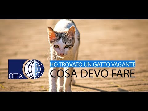 I cantarelli si sviluppano rapidamente per eliminare vermi Cisti in parassiti di reni