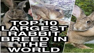 Top 10 largest Rabbit Breeds in the World
