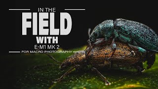 In the field with the OM Systems E-M1 mk2 | Macro Photography