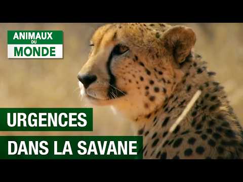 , title : 'Le Combat pour la survie animale - Braconnage - Savane - Documentaire animalier - AMP'