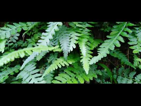 FERN｜Class: Polypodiopsida; Cronquist, Takht. & W.Zimm