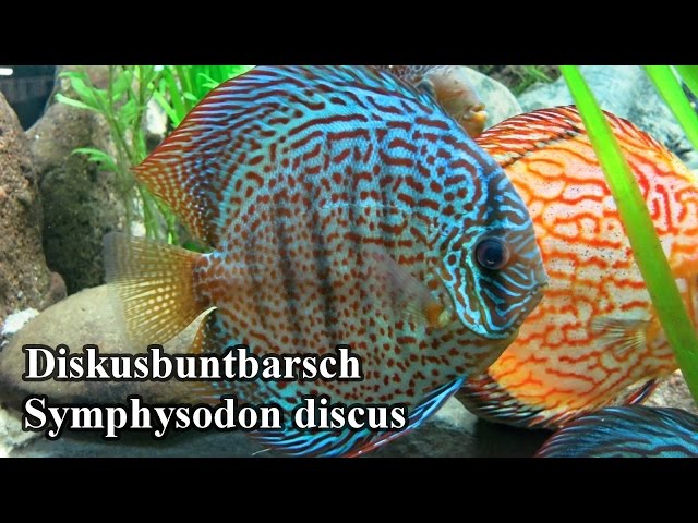 Diskusbuntbarsch - Symphysodon discus @Erlebnispark Meeresaquarium Zella-Mehlis