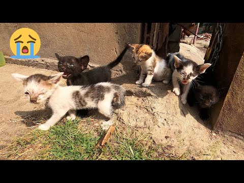 10 Kitten at street Very crying call mom I don't no his mom where he go😭