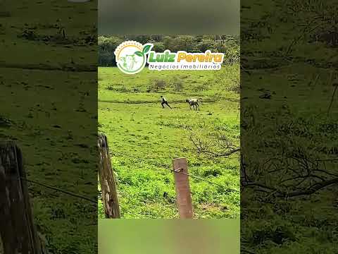 Vaca brava essa #Boiadeiro#Boibravo#Agro#Touro#Nelore#Vidanaroça #rodeio#montaria#cowboy #boiada