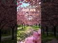 The Secret Behind Berlin's Cherry Blossoms #shorts #berlin
