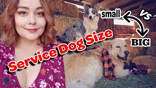 Large vs Small Service Dog | Major Differences