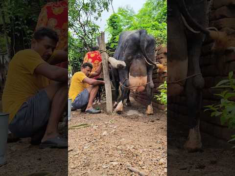 Big Holstein cow milking#cow milking by hand ✋#high yeilding cow